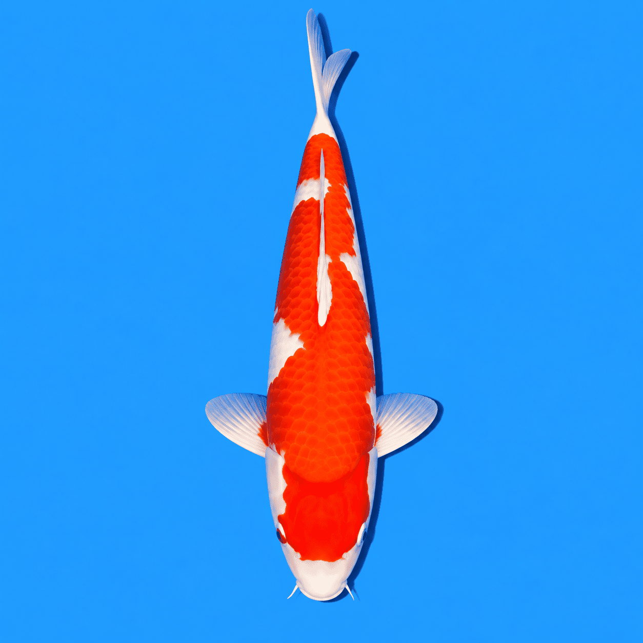 Kohaku Koi 01