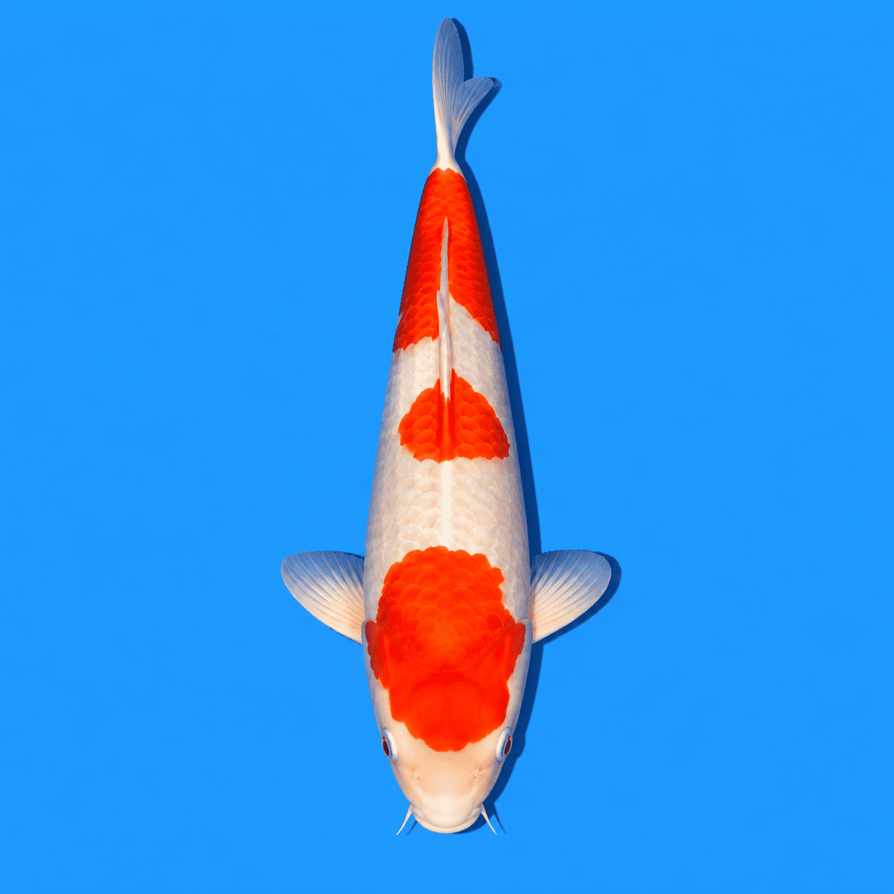 Kohaku Koi 02
