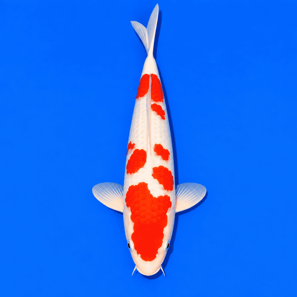 Kohaku Koi 03