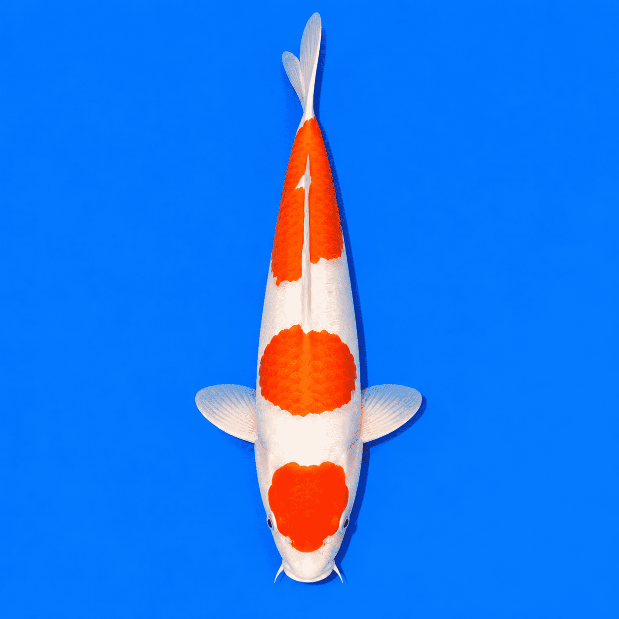 Kohaku Koi 04