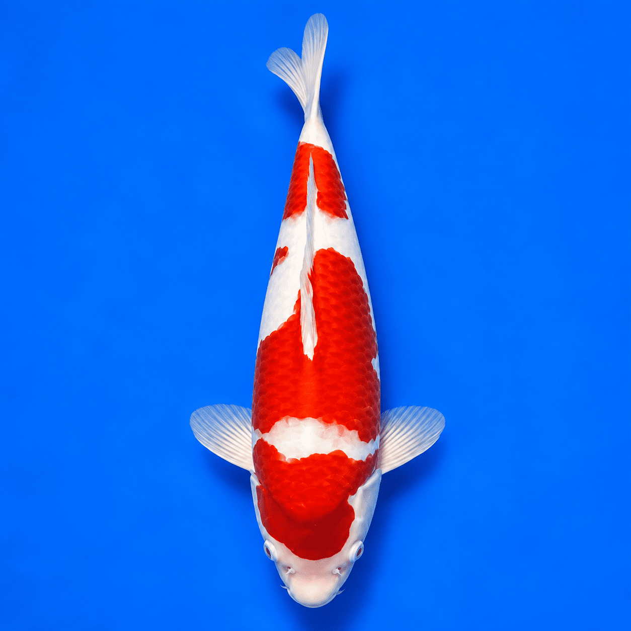 Kohaku Premium