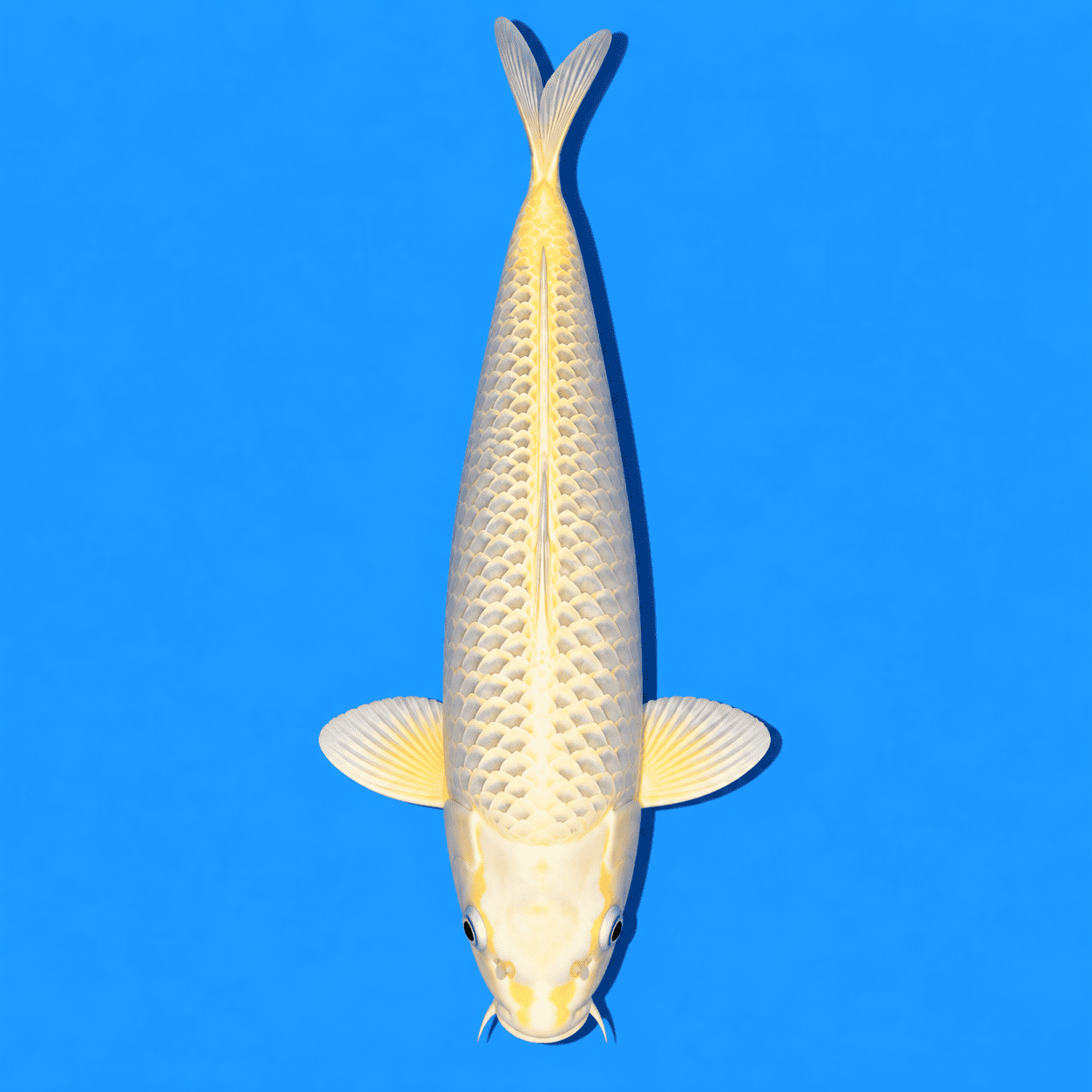 Ogon Koi 03
