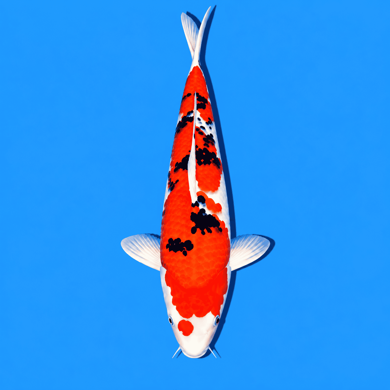 Sanke Koi 01