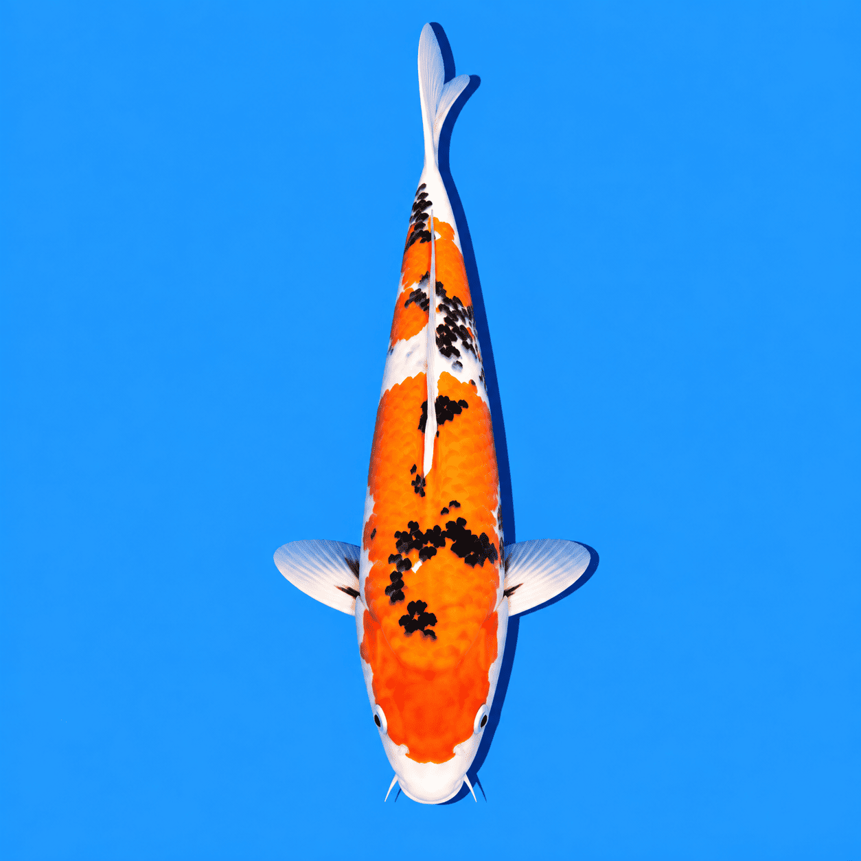 Sanke Koi 02