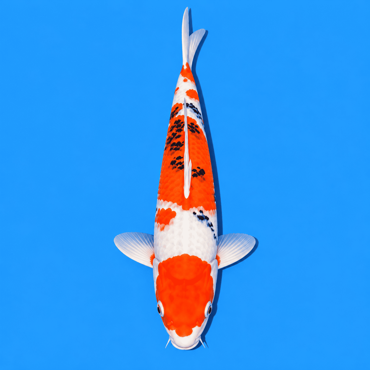 Sanke Koi 03