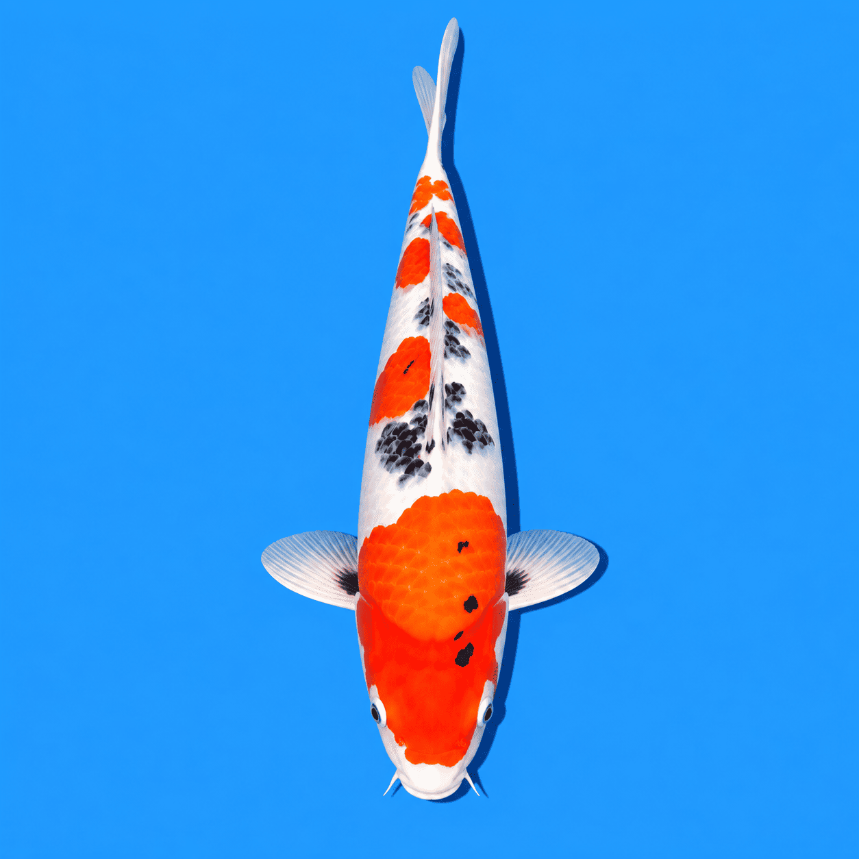 Sanke Koi 04