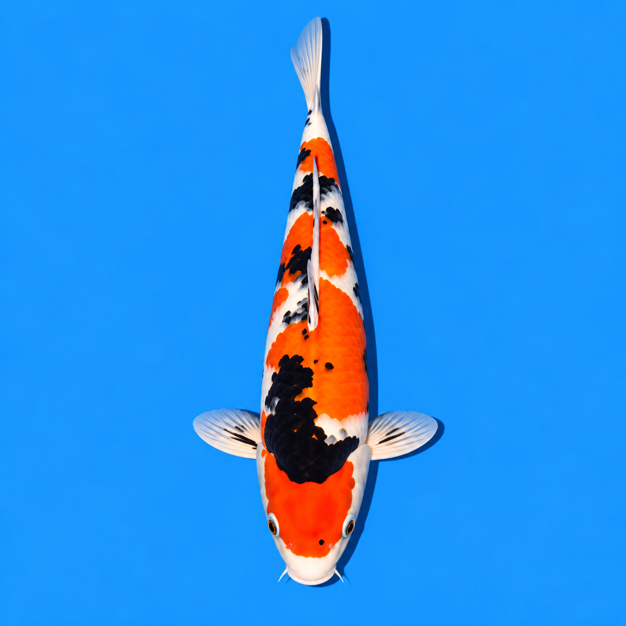 Sanke Koi