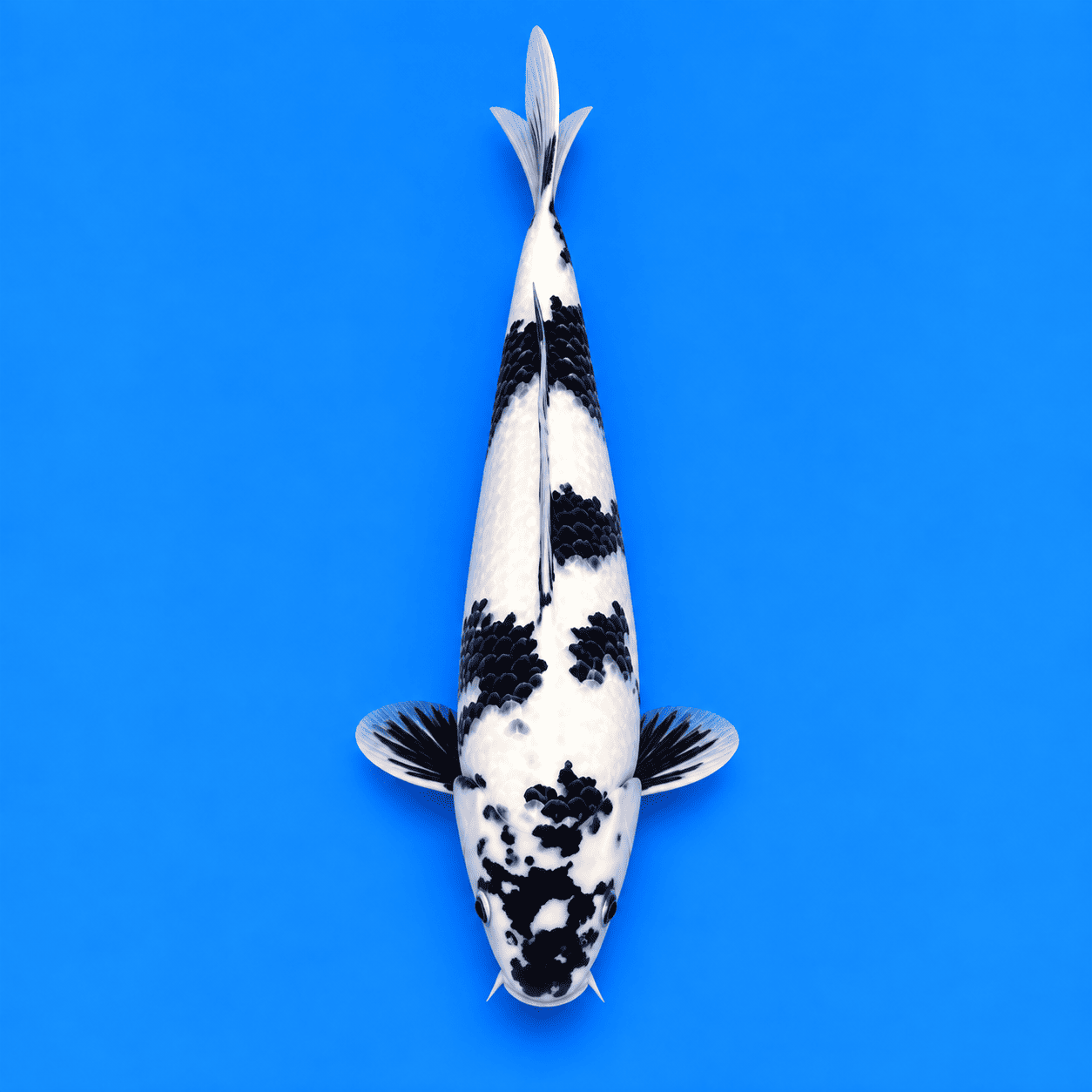 Shiro Utsuri Koi