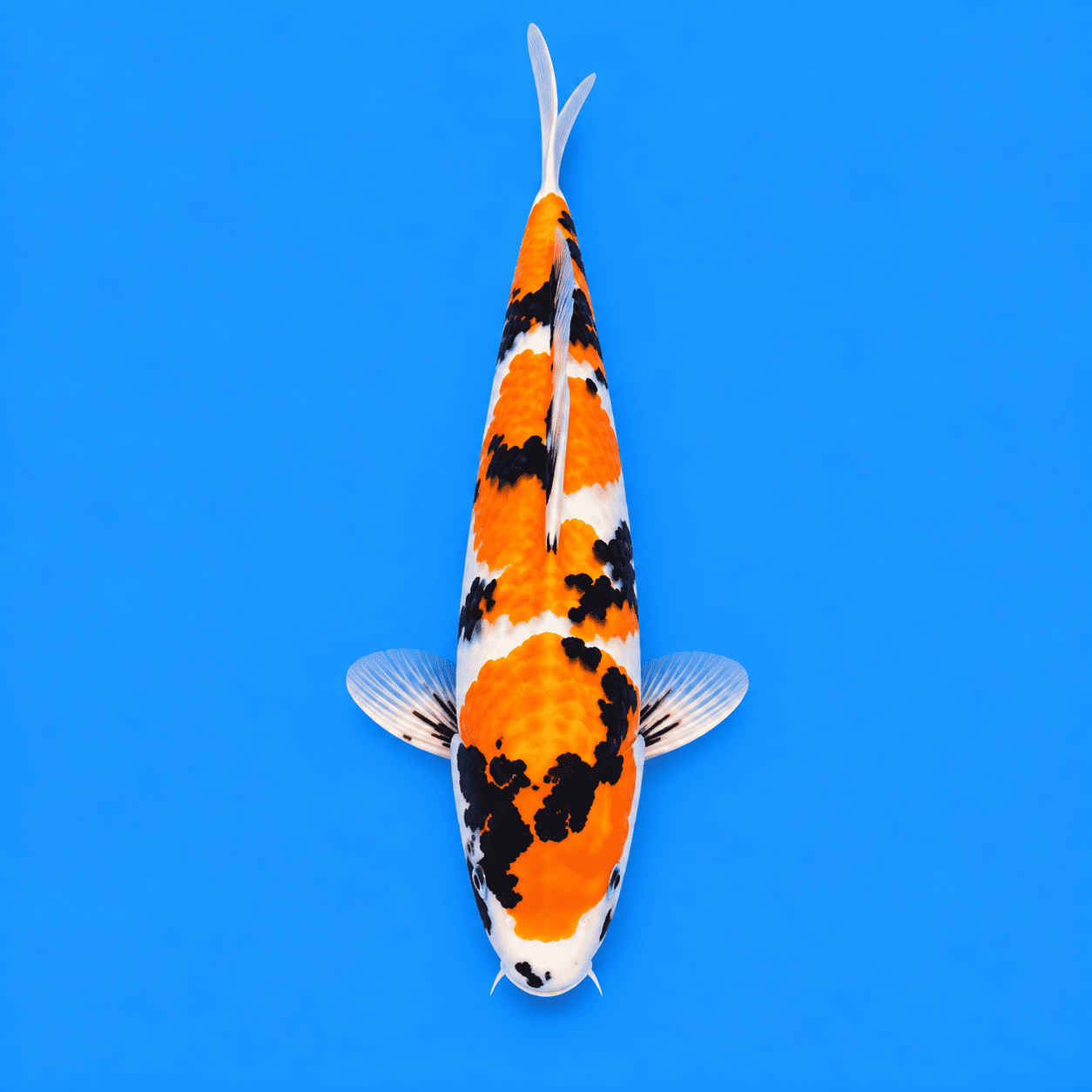 Showa Koi 02
