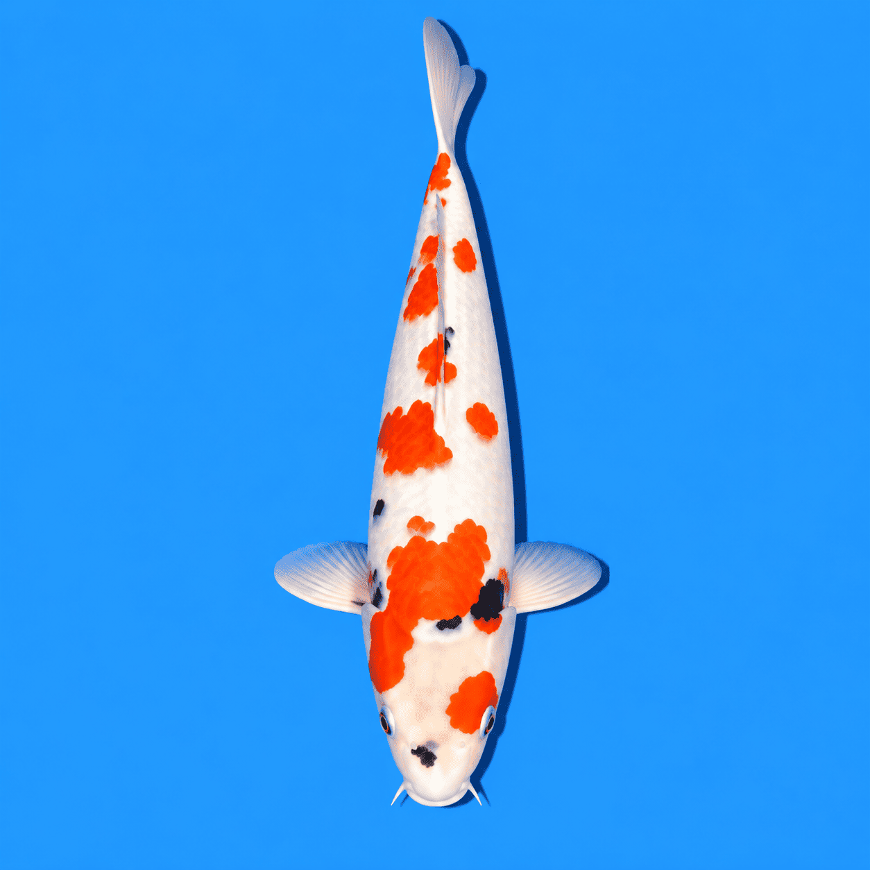 Showa Koi 03