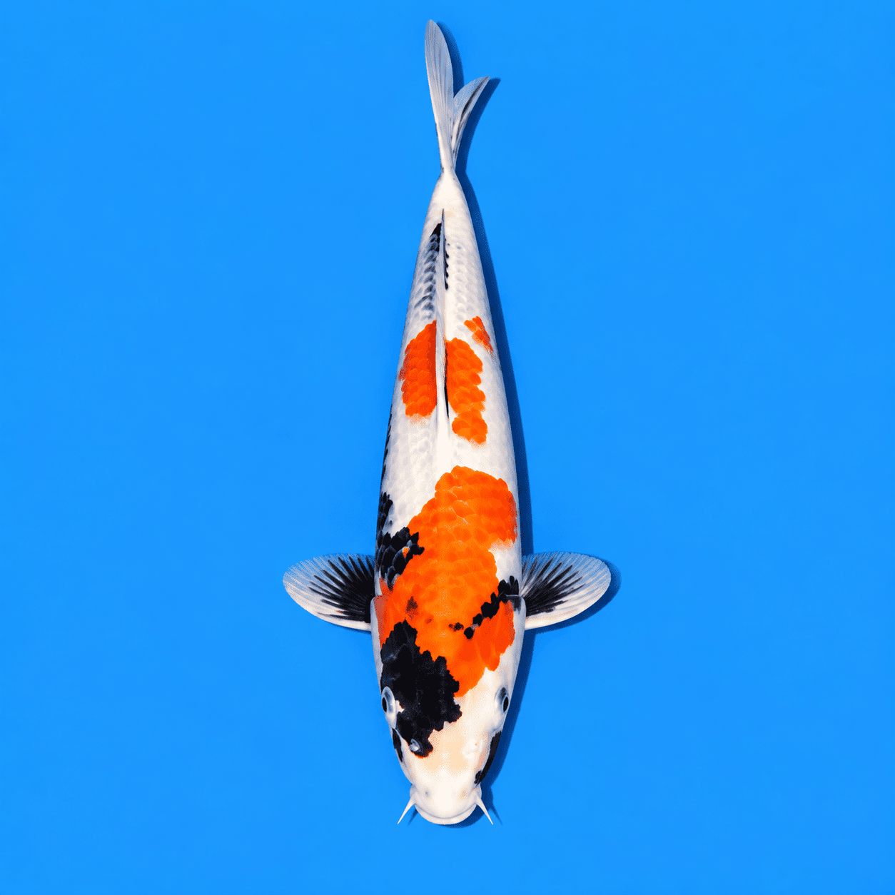 Showa Koi 04