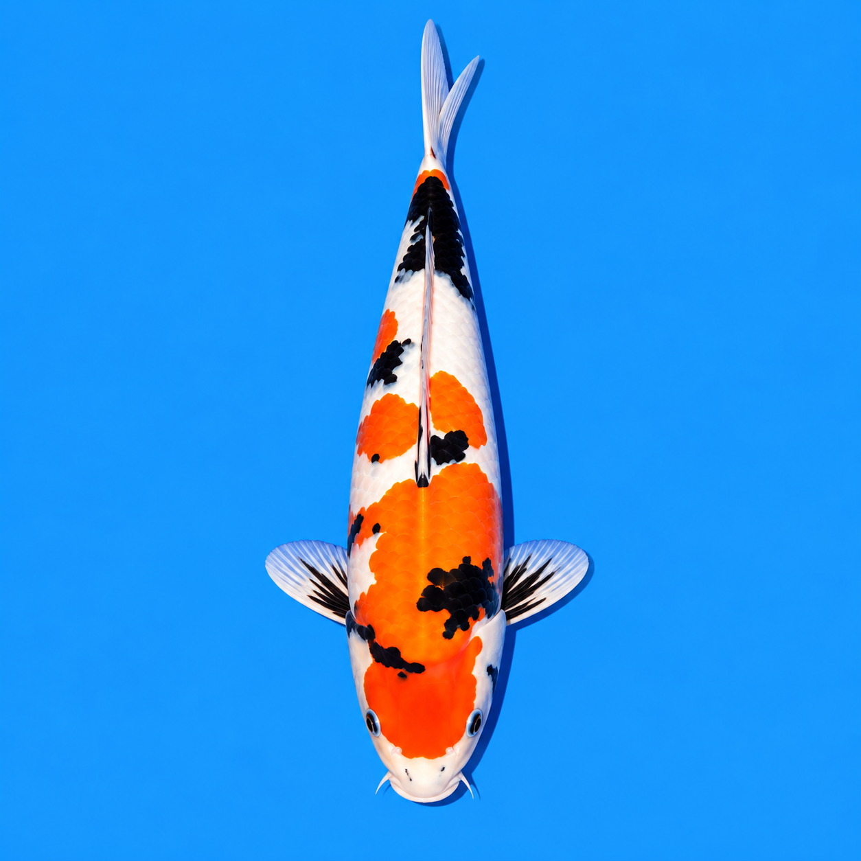 Showa Koi