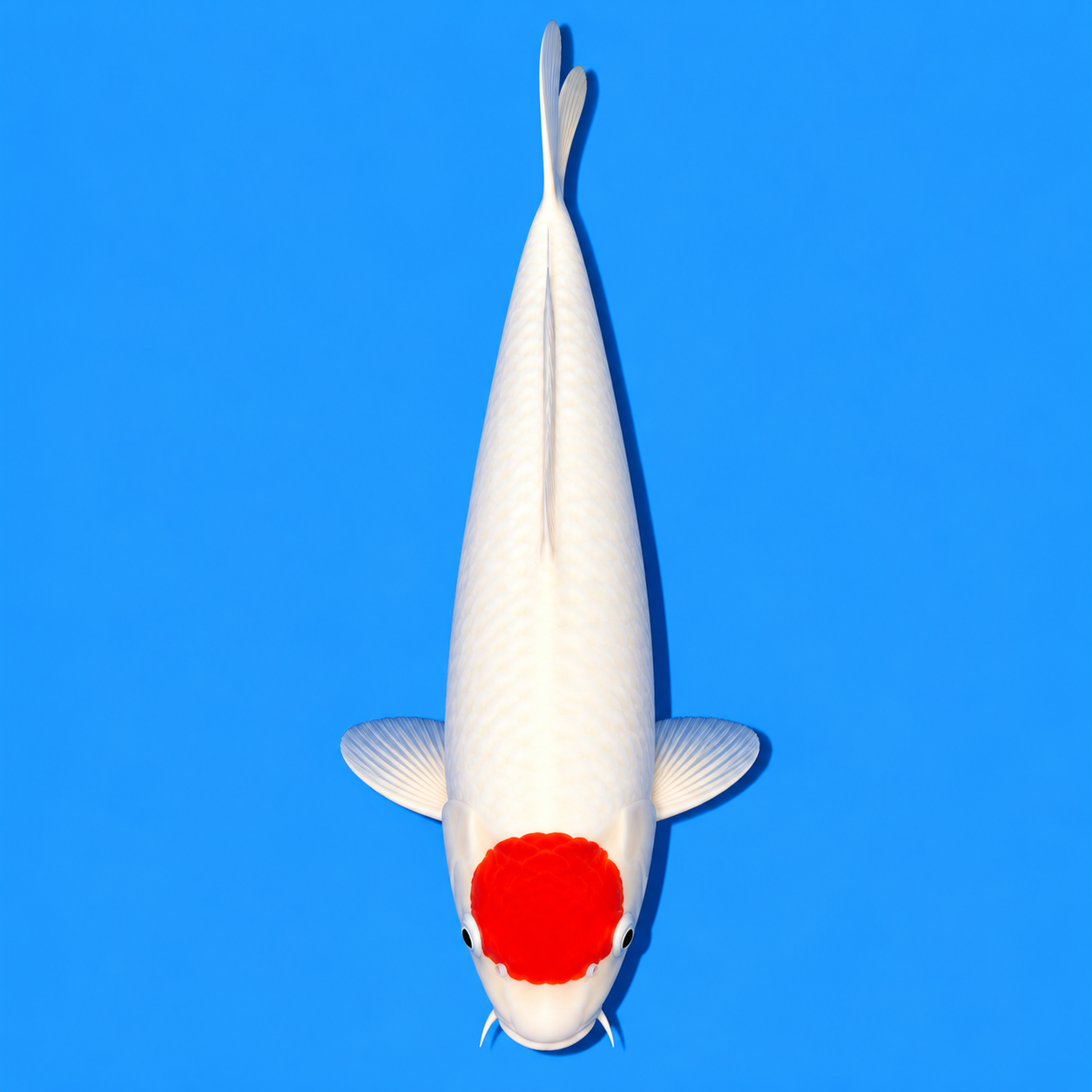 Tancho Koi