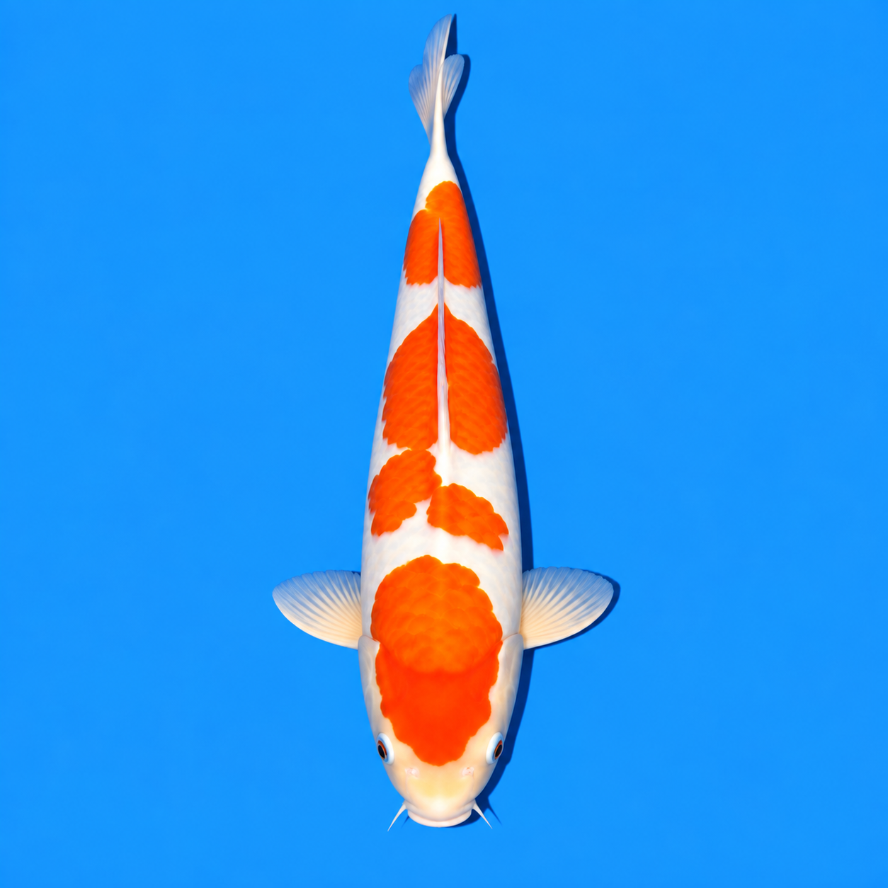 Kohaku Koi
