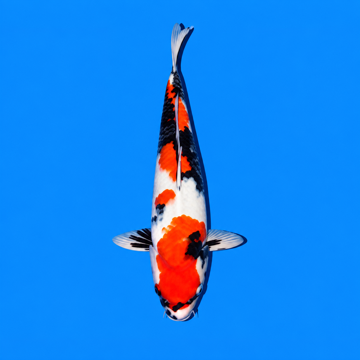 Asagi Koi
