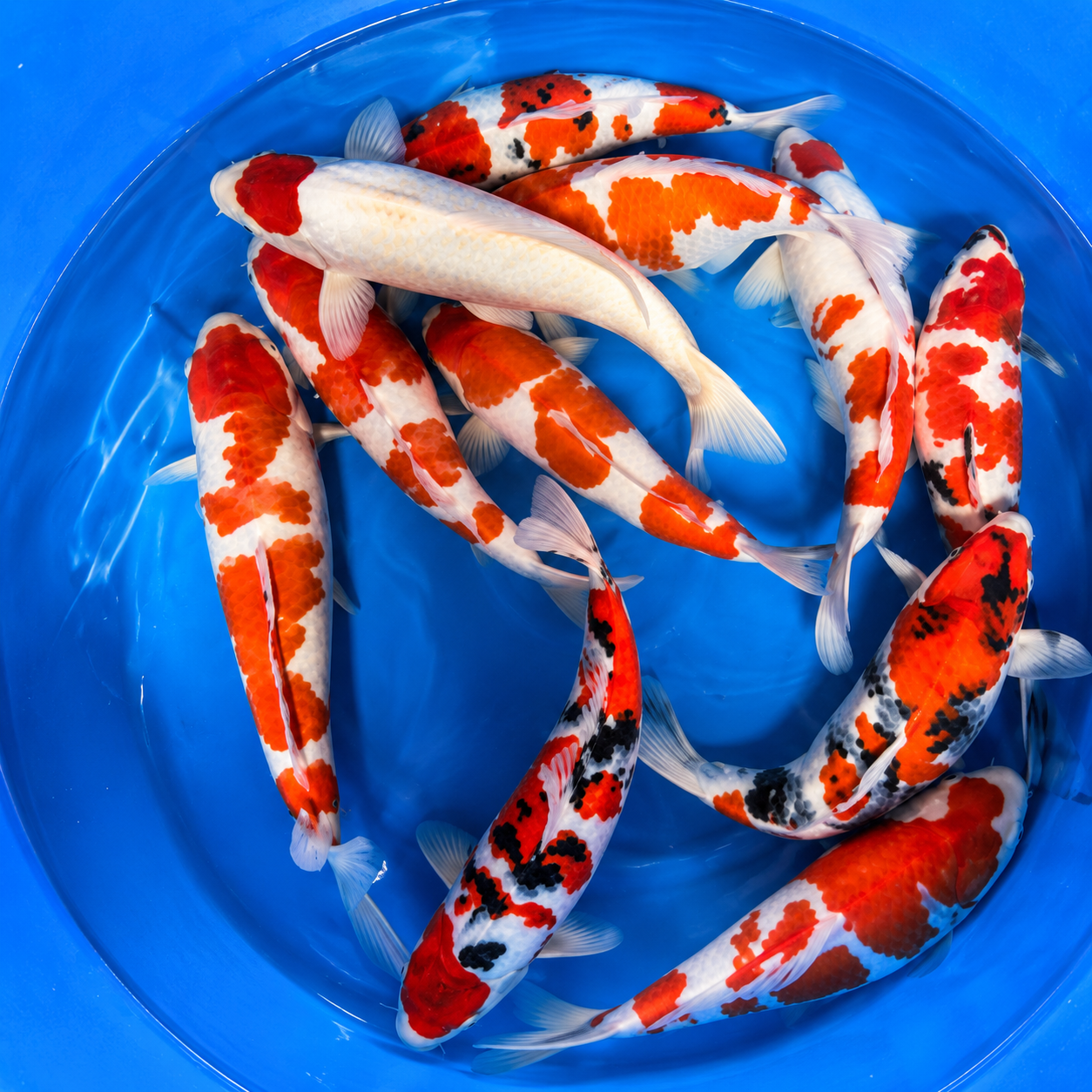 Koleksi Ikan Koi