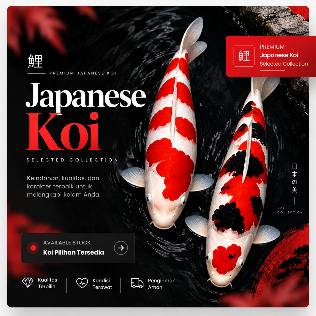 Ikan Koi Premium